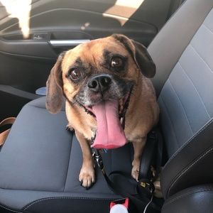 Meet your Posher, Casey